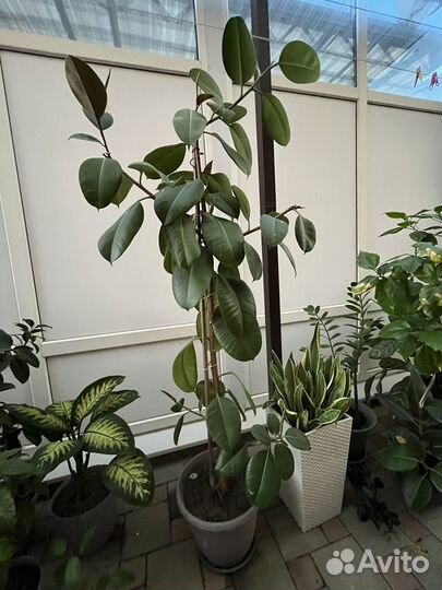 Комнатные цветы