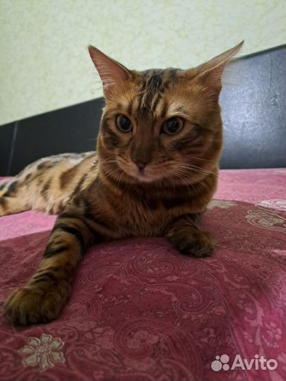 Бенгальский кот