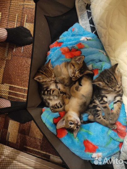 Котята