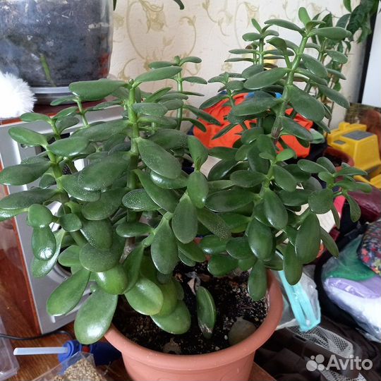 Излишки цветов отростки