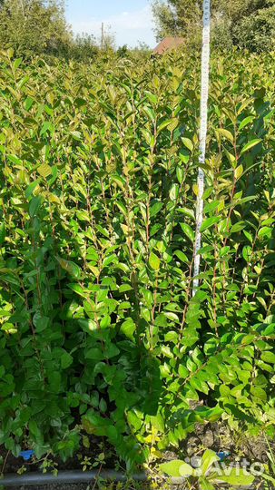 Саженцы кизильника от 80-120см