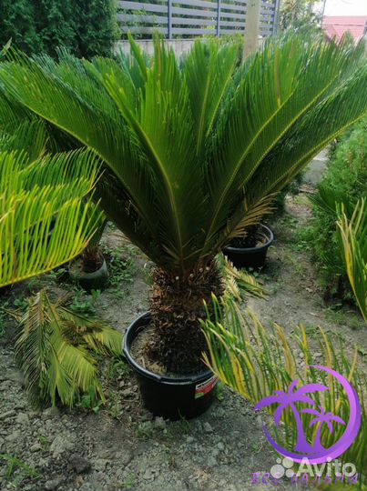 Пальма Большая Цикос (Саговник)