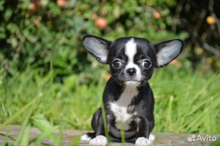 Щенки чихуахуа