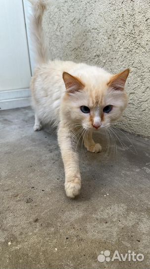 Кот в дар, 6 лет. Имя Дик. К лотку приучен