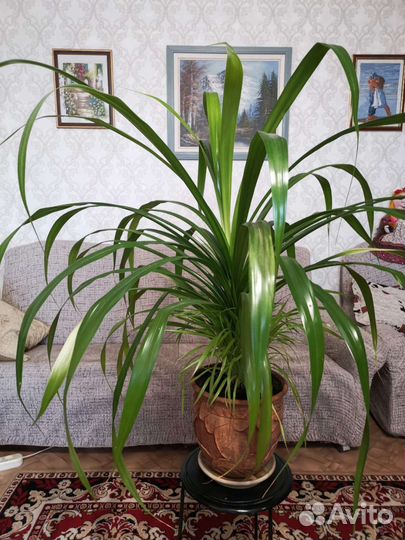 Комнатный цветок панданус (большой)