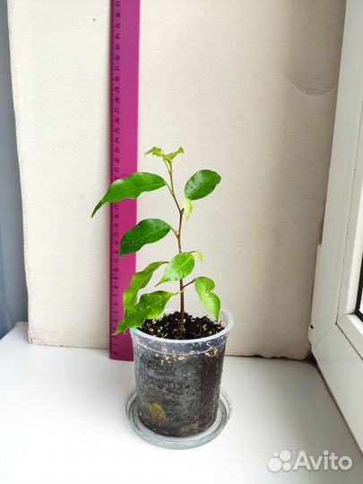 Фикус Бенджамина Моник