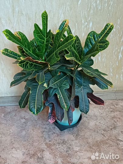 Кодиеум кротон