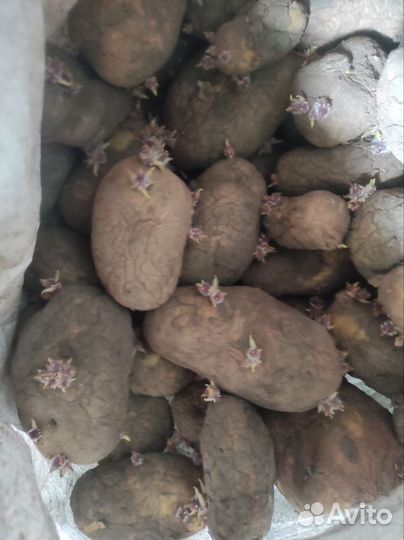 Продам картофель домашний, семенной