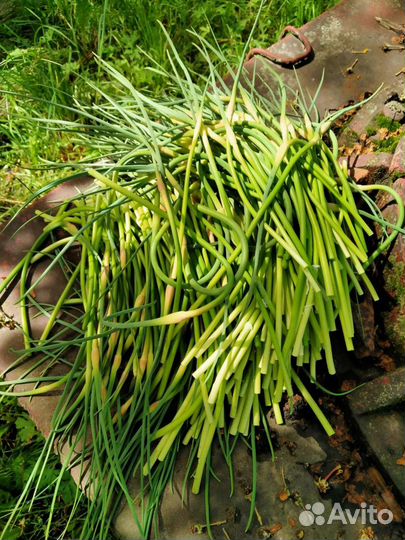 Чесночные стрелки