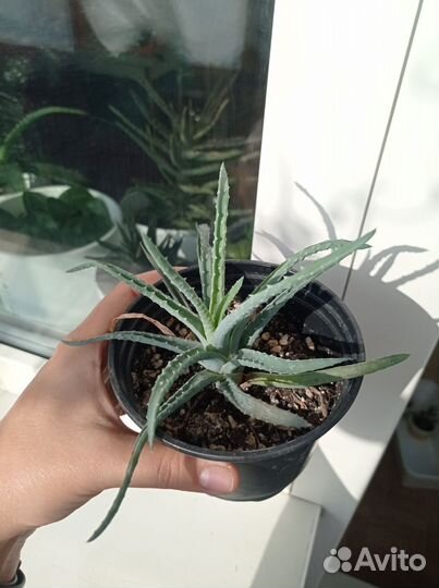 Агава,алоэ, растения