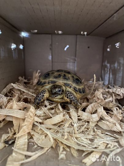 Доставка животных