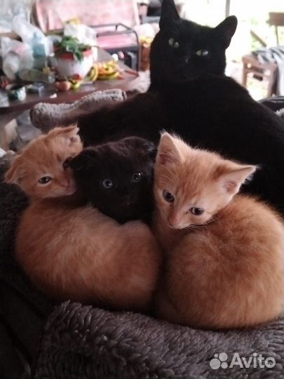 Котята в добрые руки