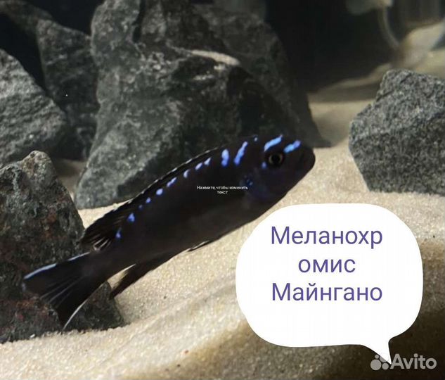 Аквариумные рыбки цихлиды