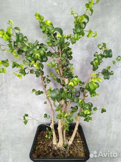 Фикус Барок букле