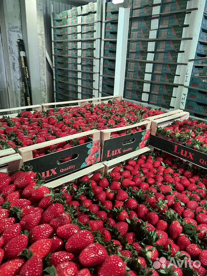 Клубника свежая