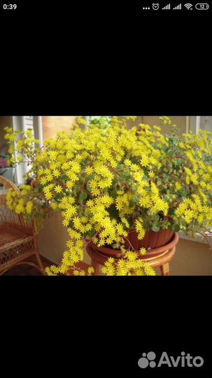 Неприхотливые суккуленты, черенки фикусов