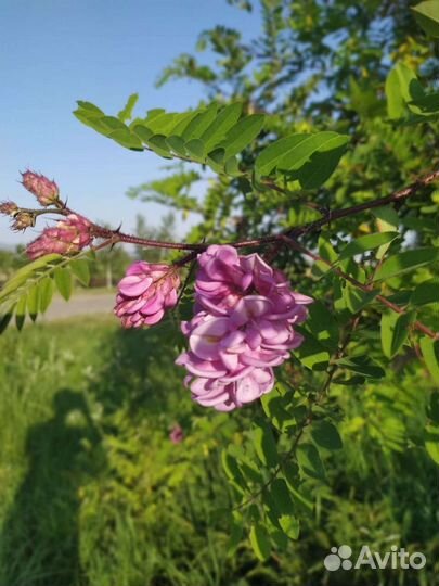 Деревья для красоты