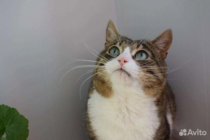 Кошки в добрые руки бесплатно