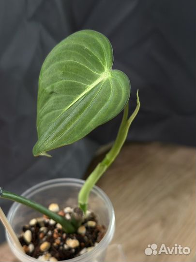 Филодендрон глориус glorious