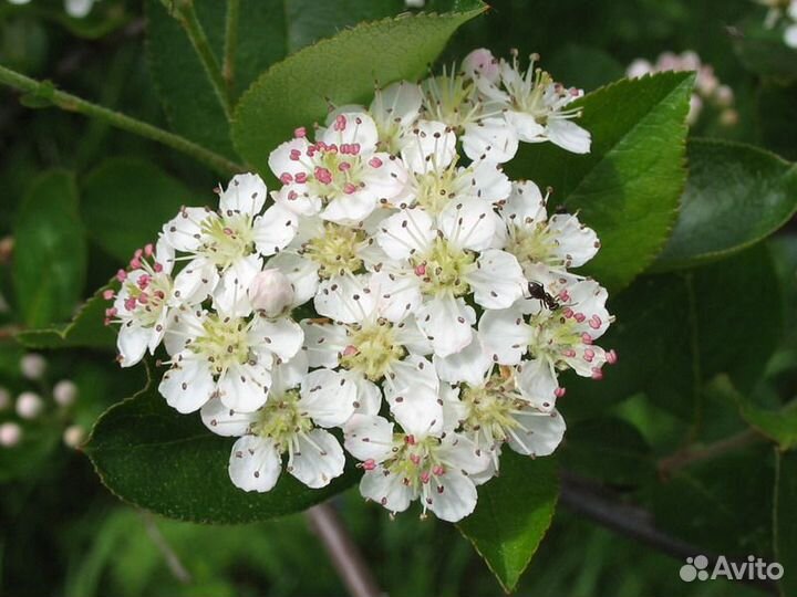 Черноплодная рябина / Арония