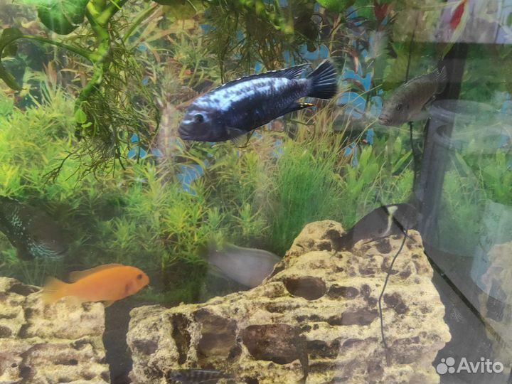Продам аквариум со всем содержимым