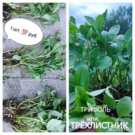 Растения для пруда