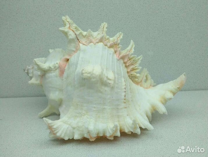 Мурекс ветвистый 26,3 - морская ракушка раковина