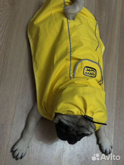 Дождевик на мопса