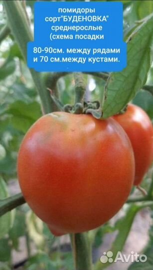 Семена вкусных домашних помидор старых сортов СССР