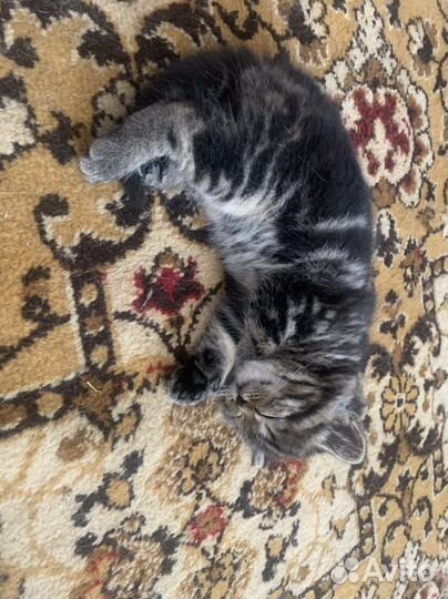 Кошка в дар бесплатно