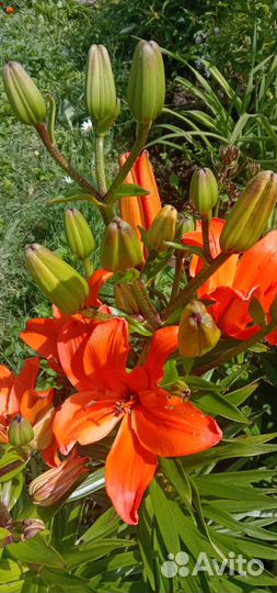 Лилейники сортовые