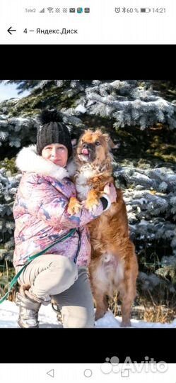 Пес шарпей Мишка 4годика кастрирован домашний