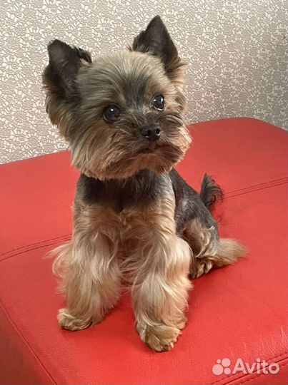 Стрижка животных на дому