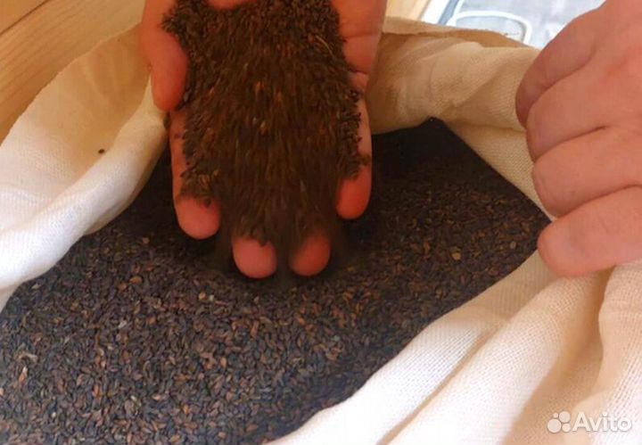 Семена / Ель обыкновенная