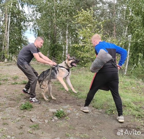 Дрессировка собак