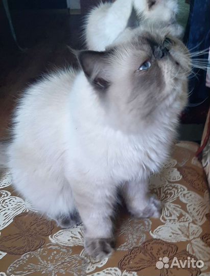 Кот для вязки