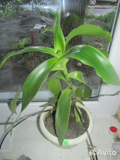 Лекарственный цветок Золотой ус. Взрослое растение