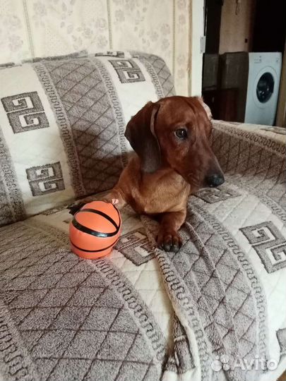 Такса мальчик вязка