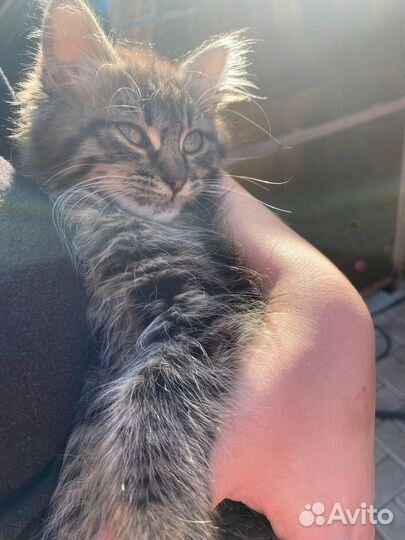Котенок