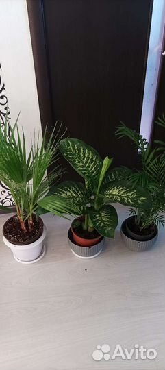 Крупные интерьерные растения