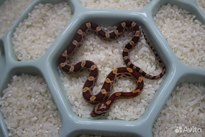 Маисовый полоз