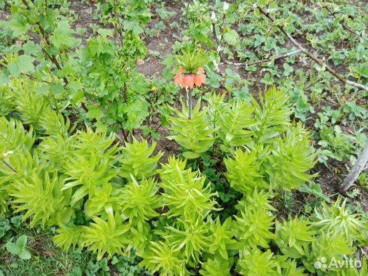 Рябчик императорский