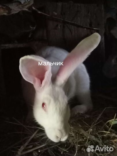 Кролик
