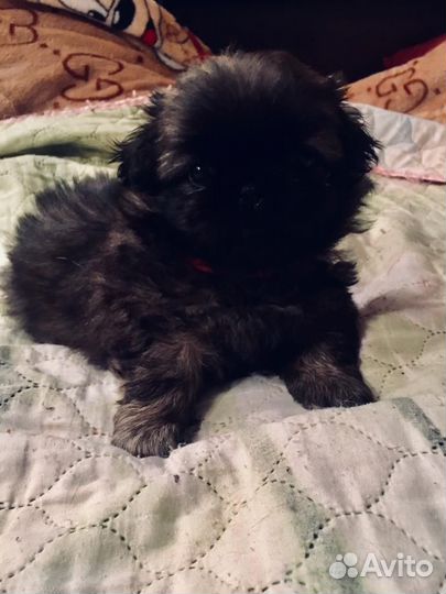 Щенки пекинеса