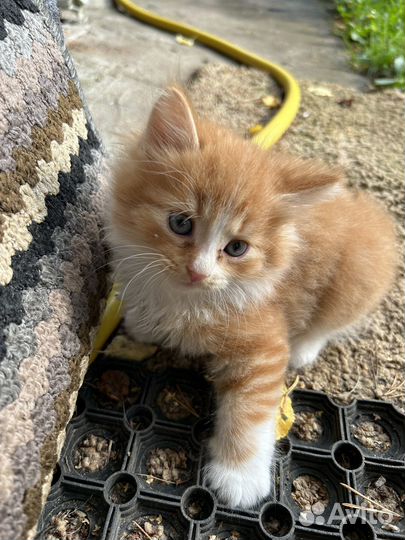 Кот в добрые руки бесплатно