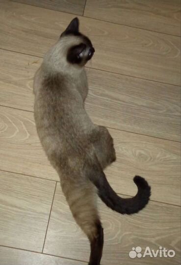 Сиамский котик