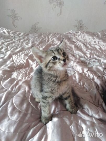 Котята