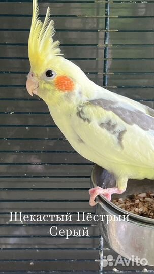 Попугай Корелла Нимфа, птенцы и подростки