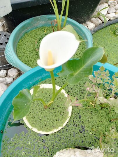 Водяные растения для водоемов