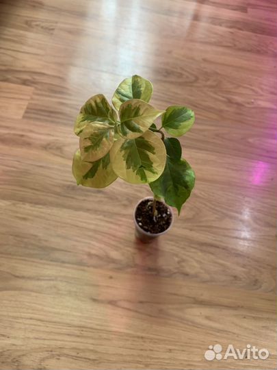 Филодендрон и др